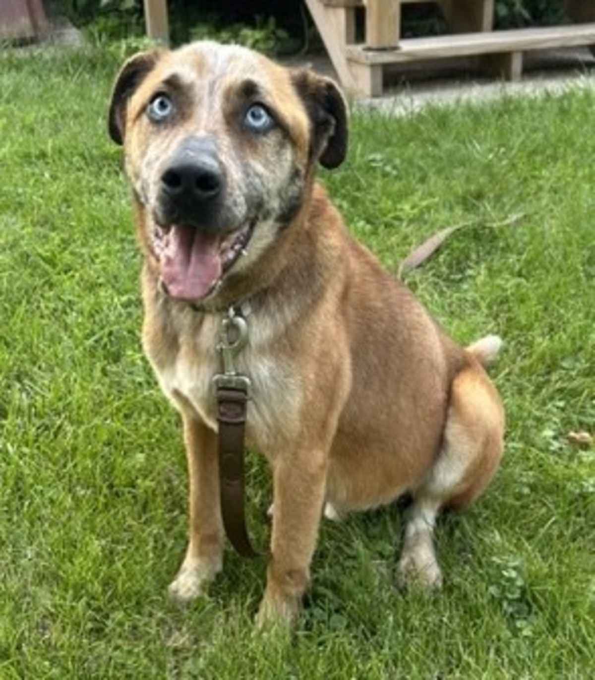 PUMPKIN MUFFIN - Cattle Dog available for adoption