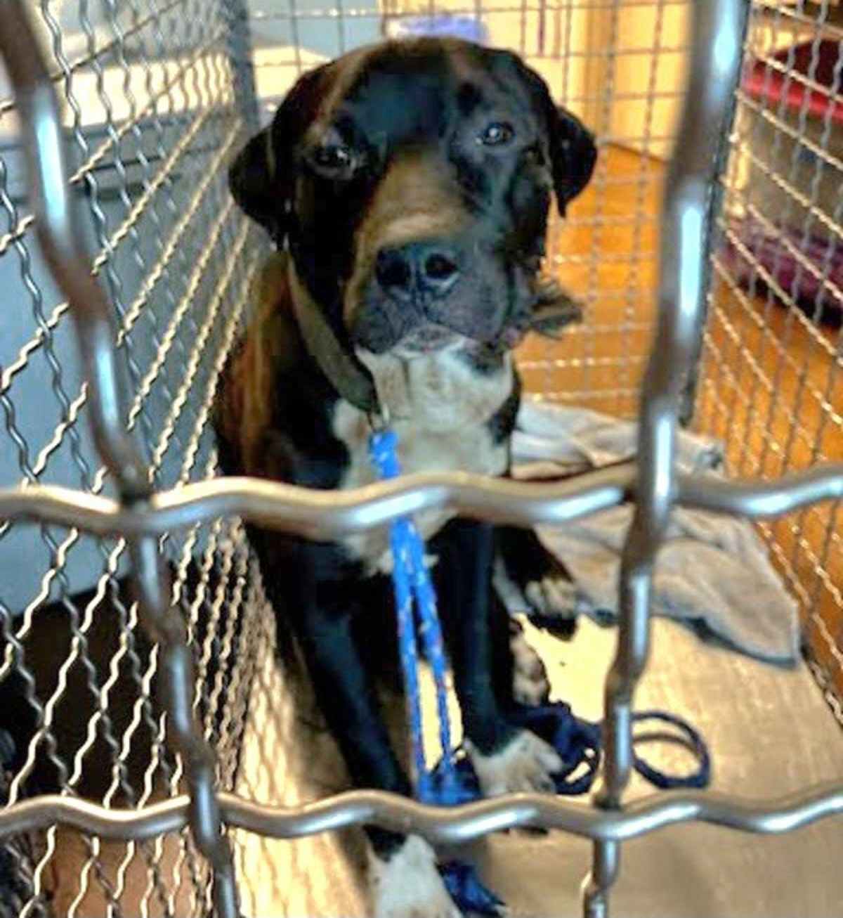RUMBLE - Labrador Retriever available for adoption