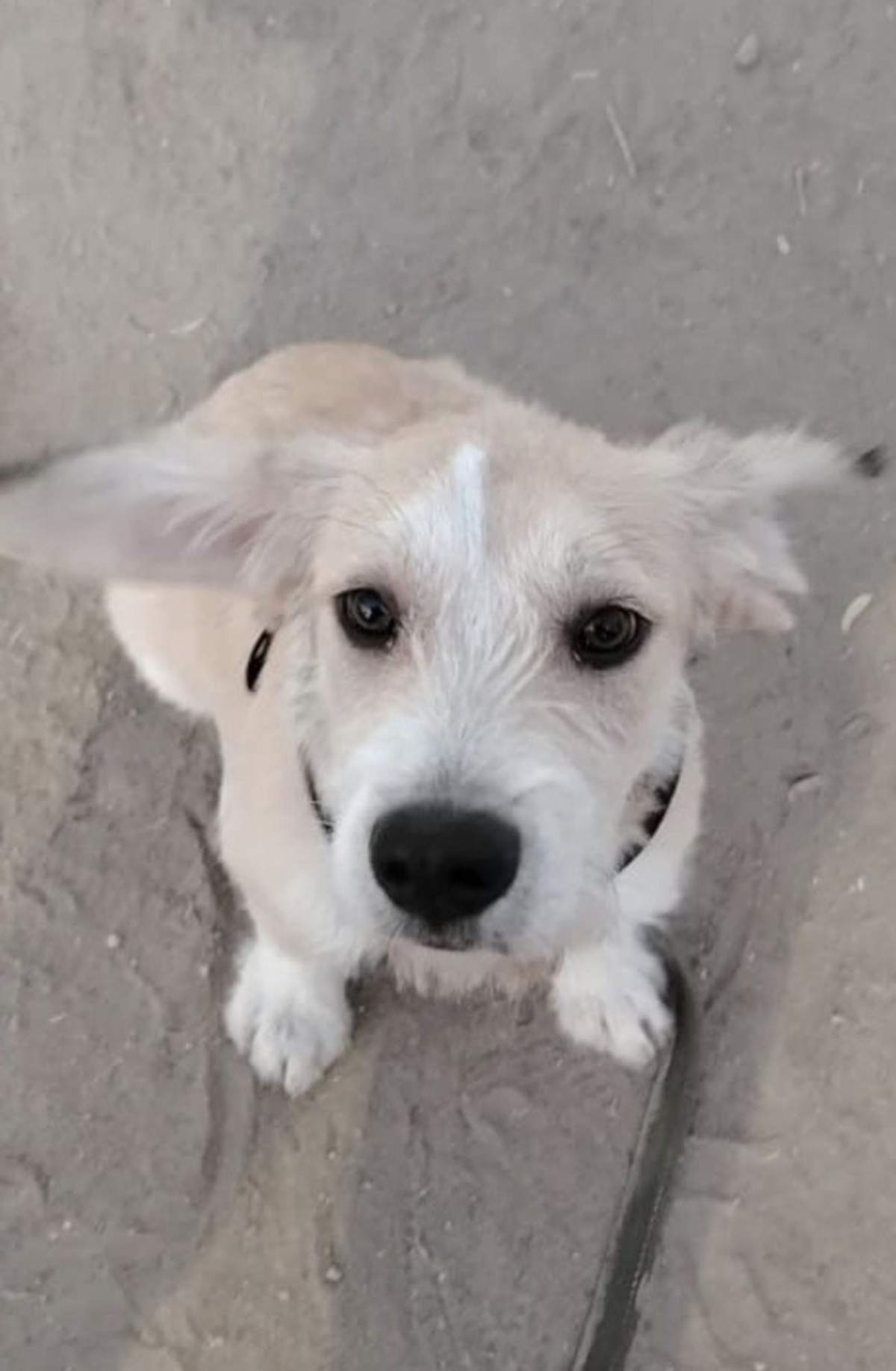 EDDIE - Terrier (Unknown Type, Medium) available for adoption