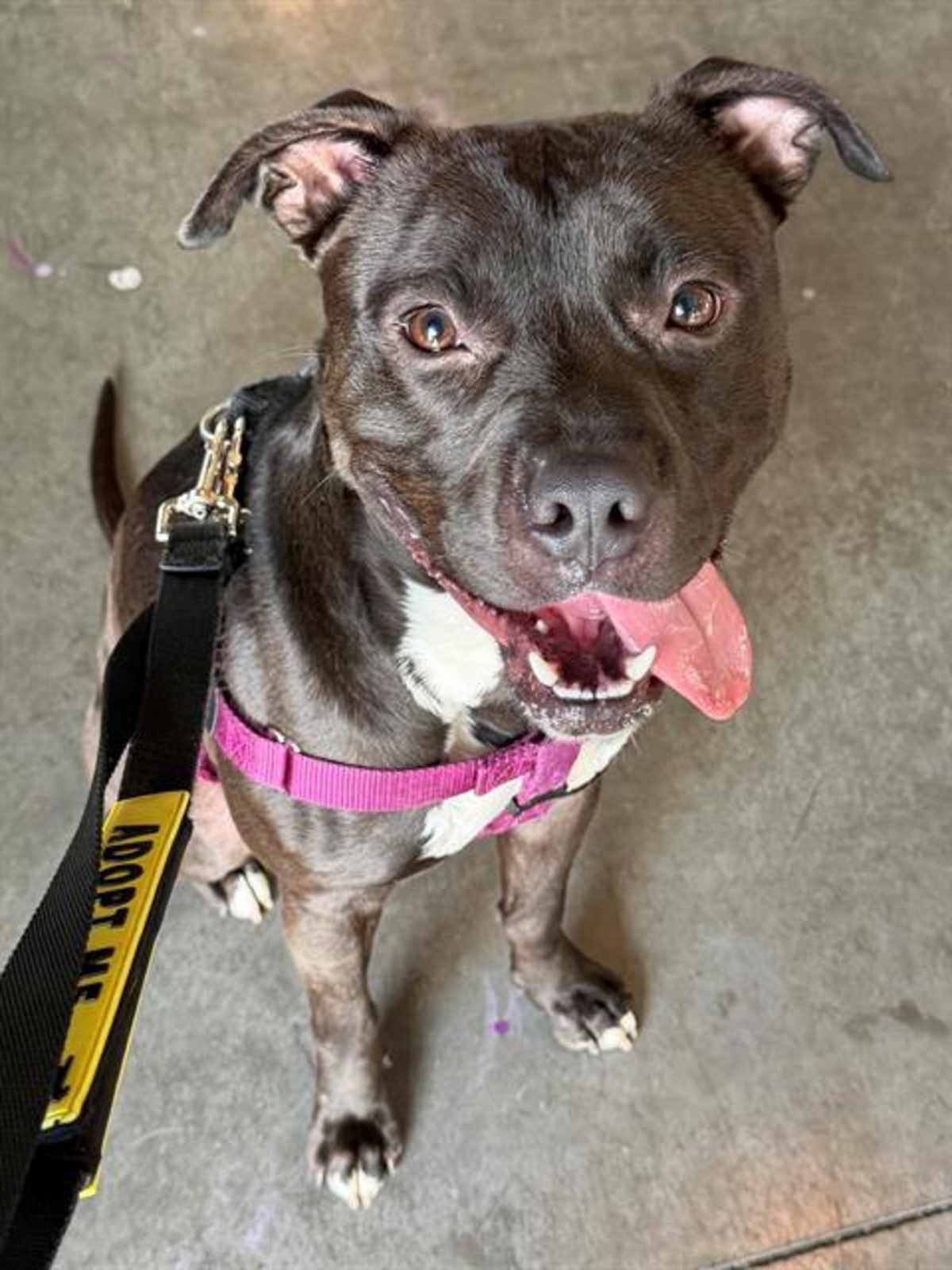 DAVEY - American Pit Bull Terrier available for adoption