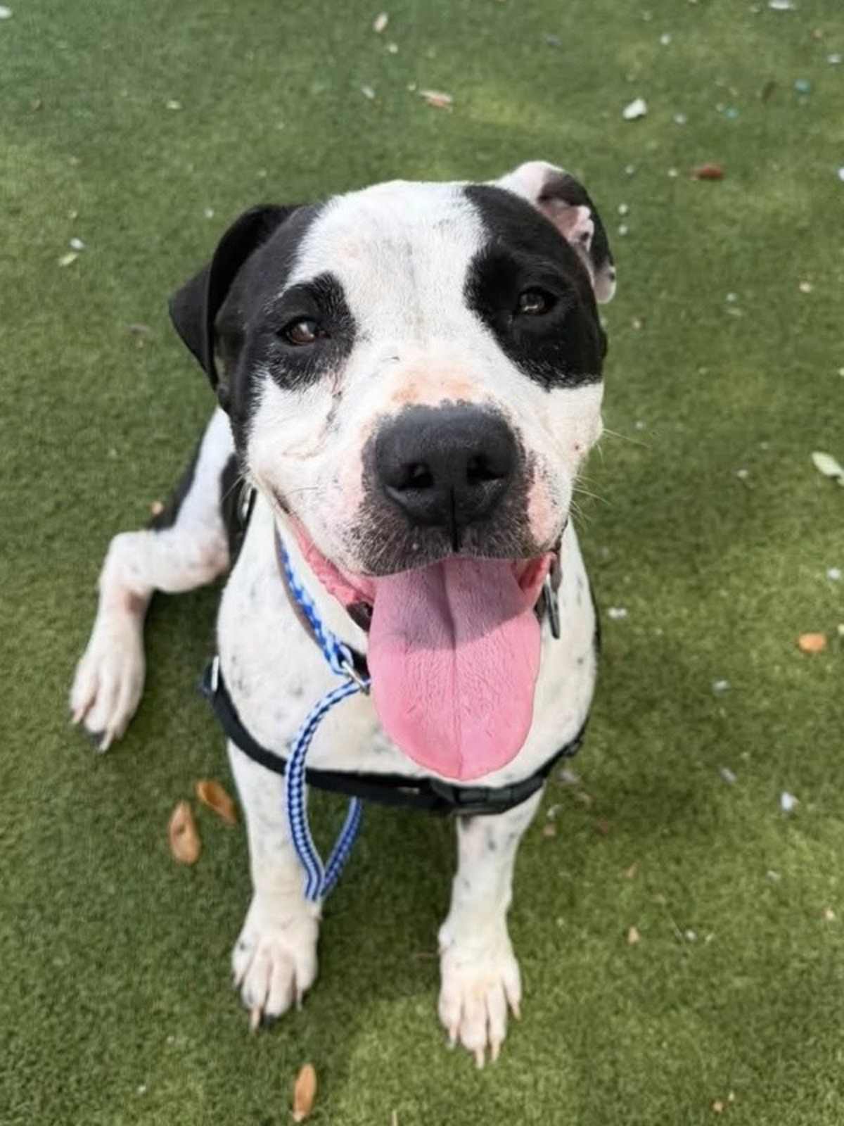 LADY - American Pit Bull Terrier available for adoption
