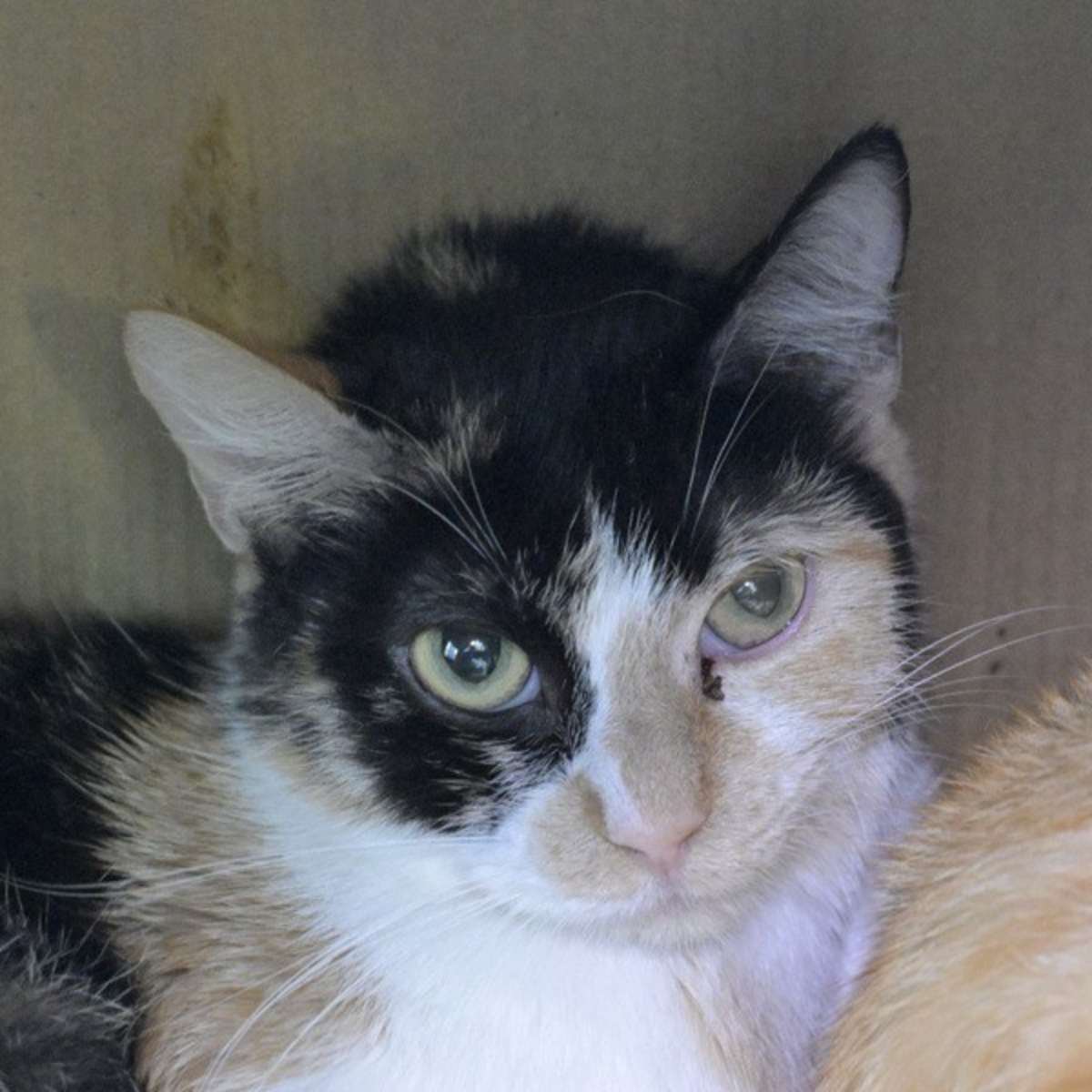CALI - Domestic Shorthair available for adoption