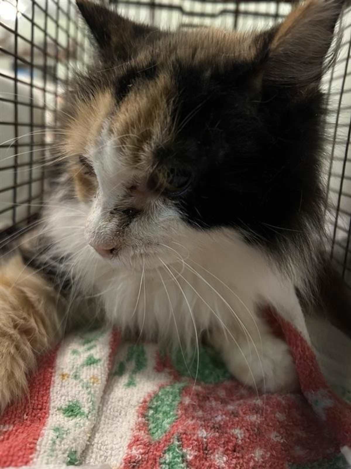 PRISSY - Domestic Mediumhair available for adoption