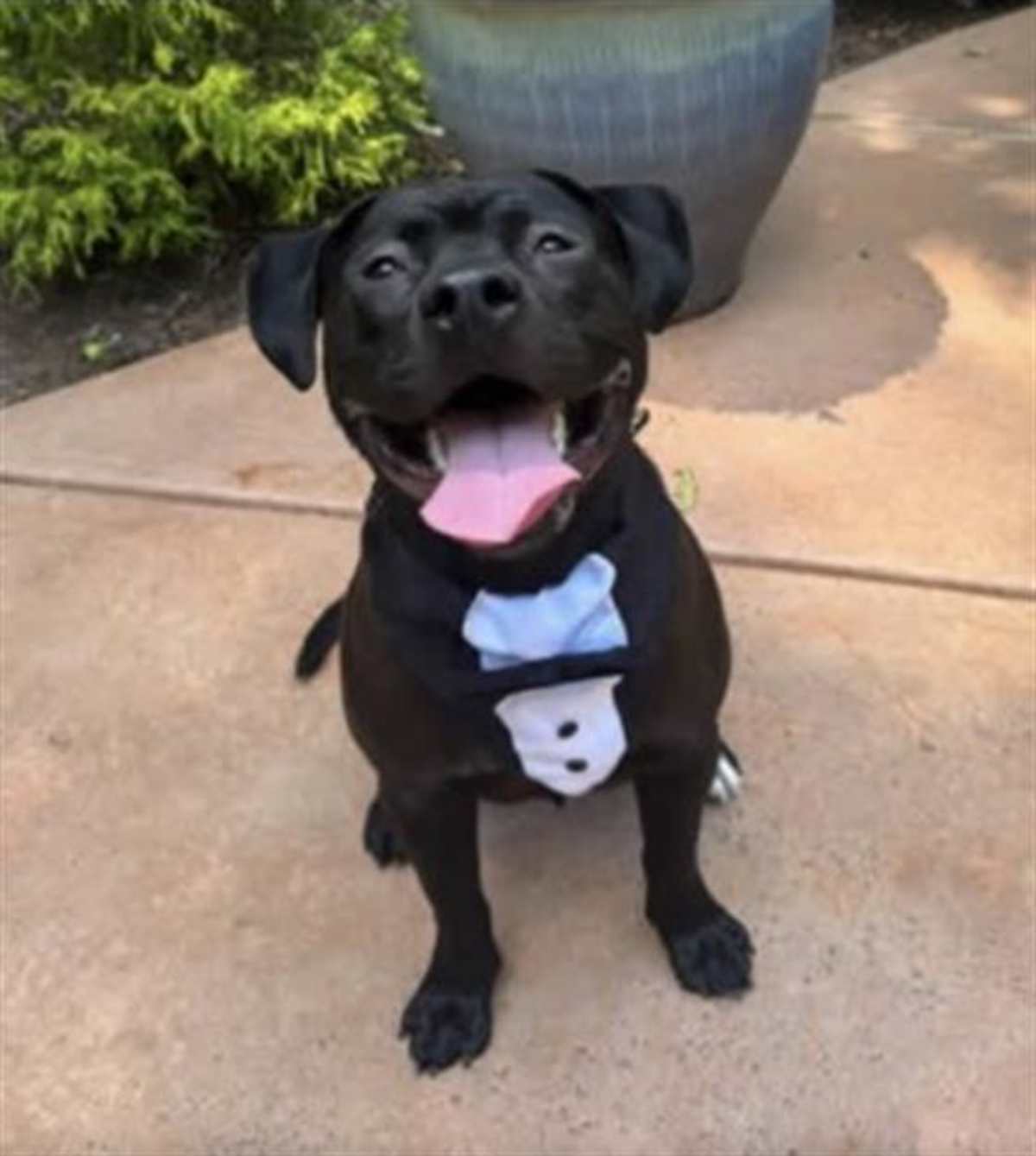 DOM - Labrador Retriever / American Pit Bull Terrier available for adoption