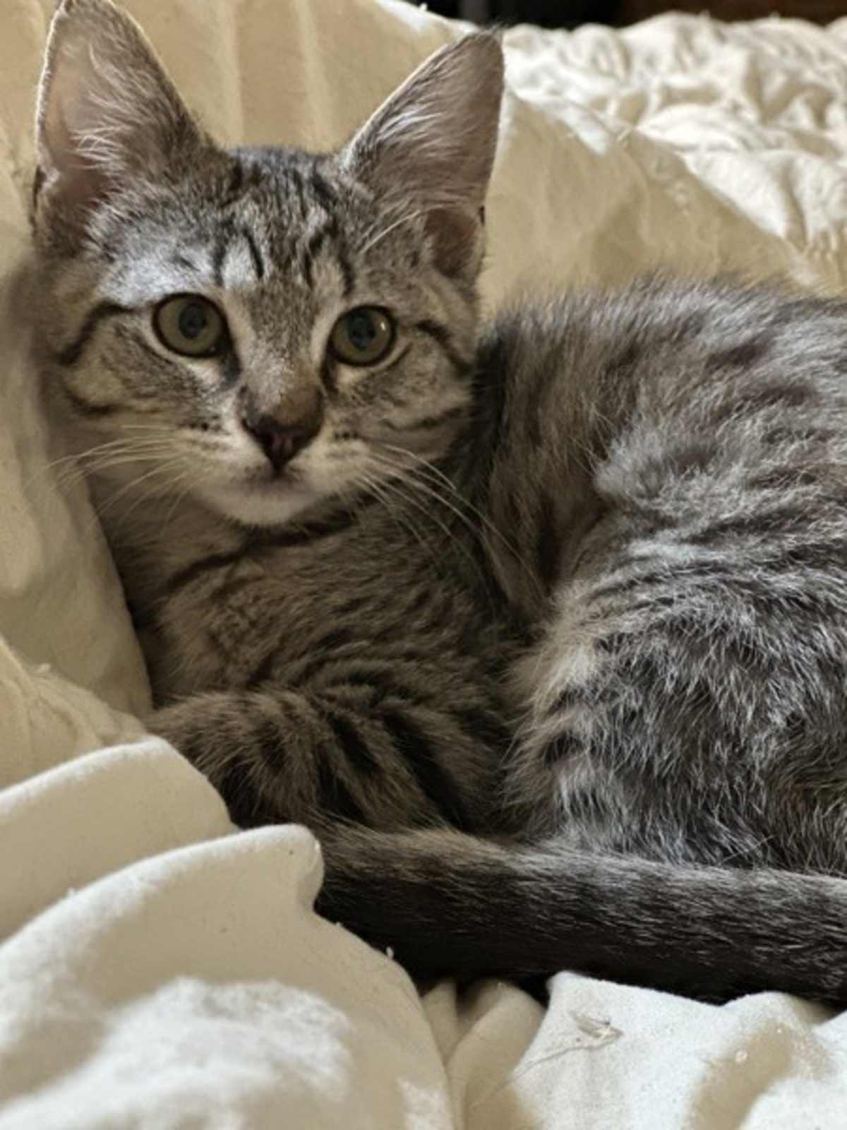 MEGATRON - Domestic Mediumhair for adoption in Vallejo
