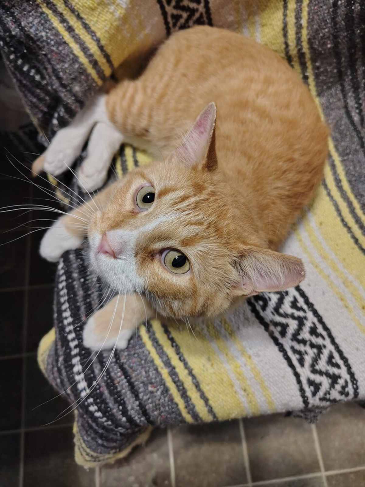 MORRIS - Domestic Shorthair available for adoption