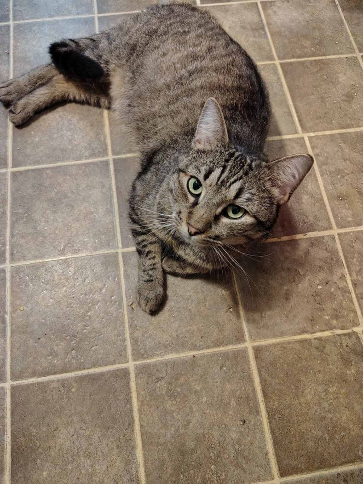 MO MONEY - Domestic Shorthair for adoption in Naperville