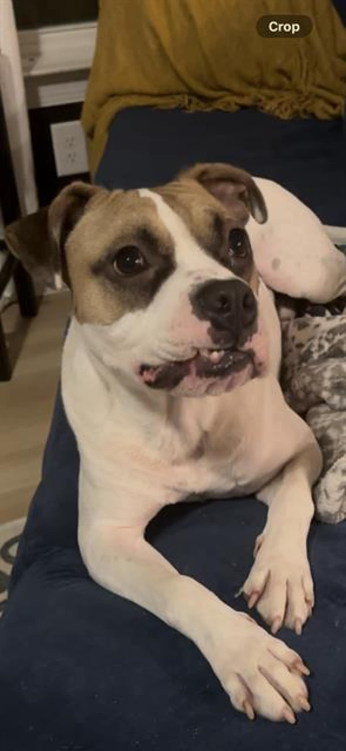 LINCOLN - Boxer available for adoption