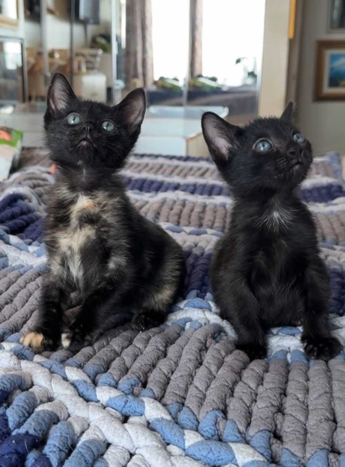 TRIXIE AND JUJUBEE - Domestic Shorthair for adoption in Paterson
