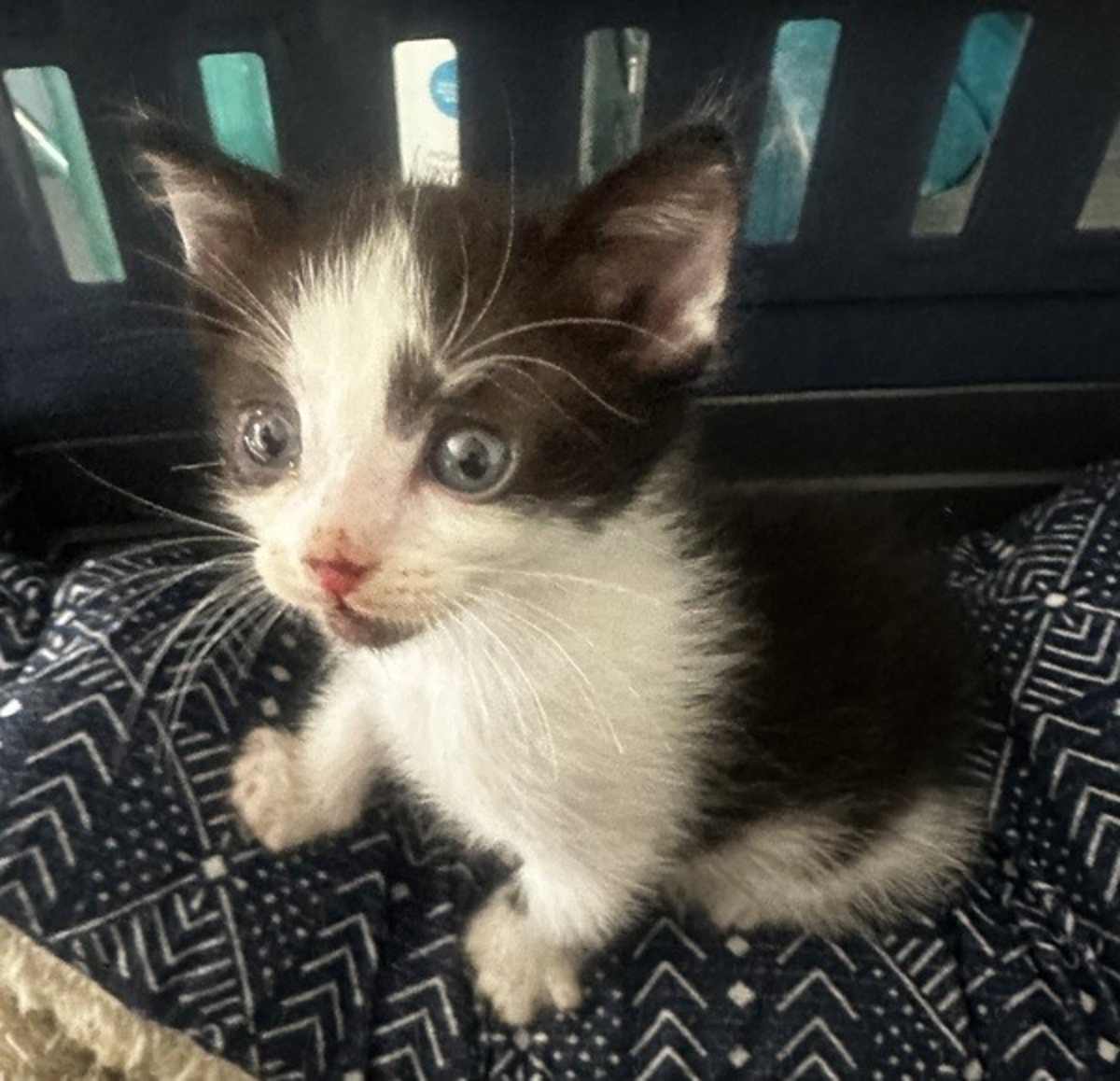 BRONSON - Domestic Shorthair for adoption in Vallejo
