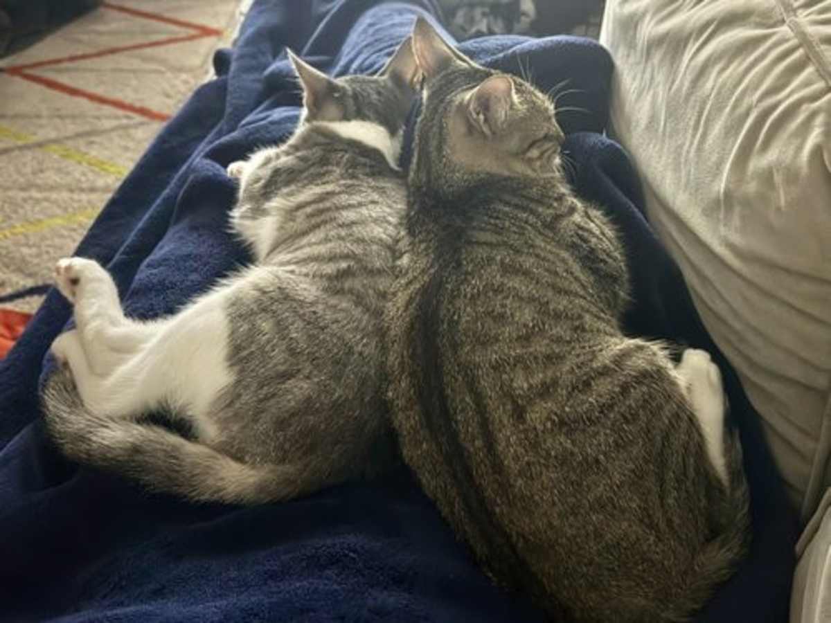STARS AND STRIPES - Domestic Shorthair for adoption in Paterson