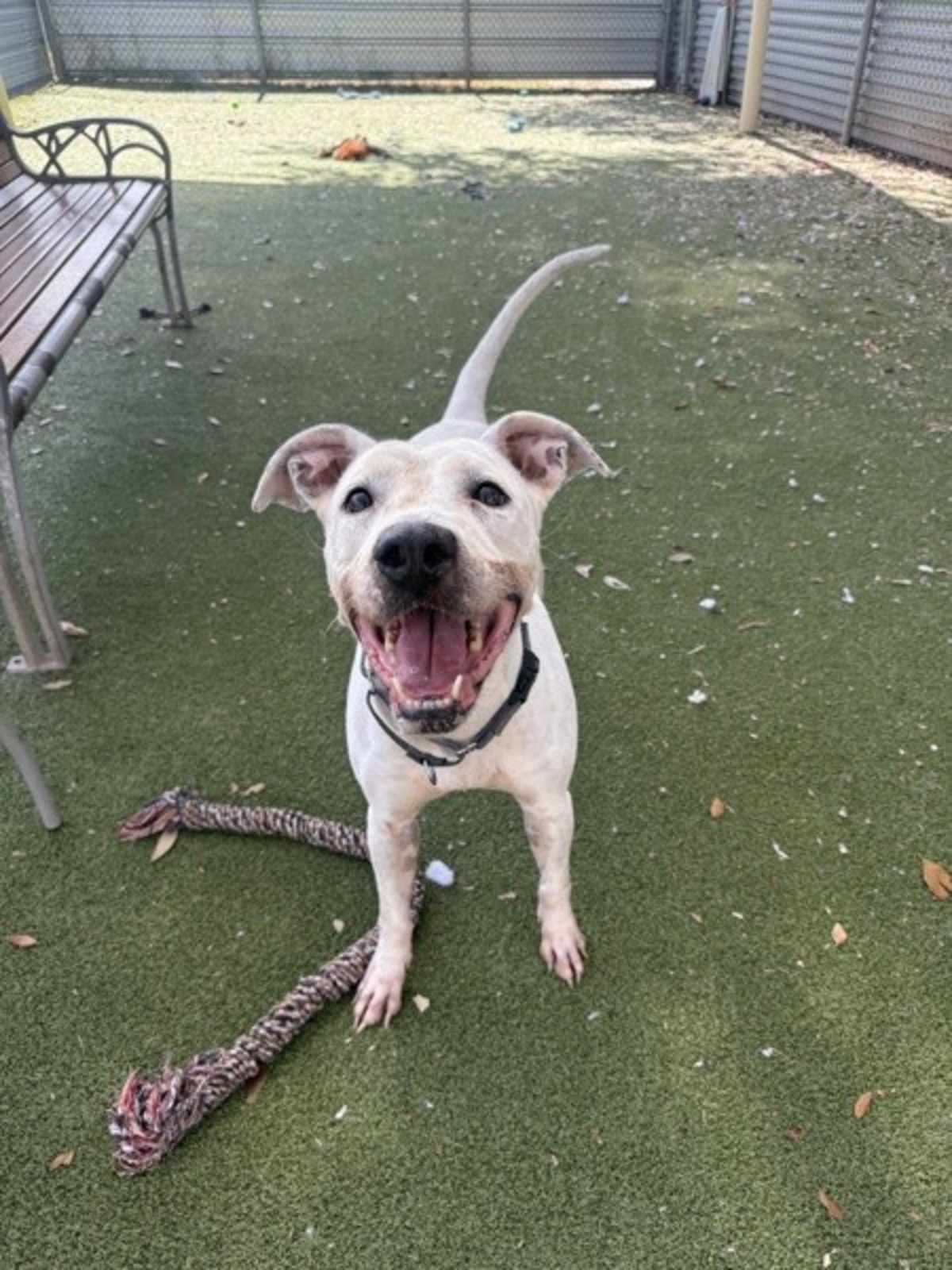 FUSILLI - American Pit Bull Terrier available for adoption