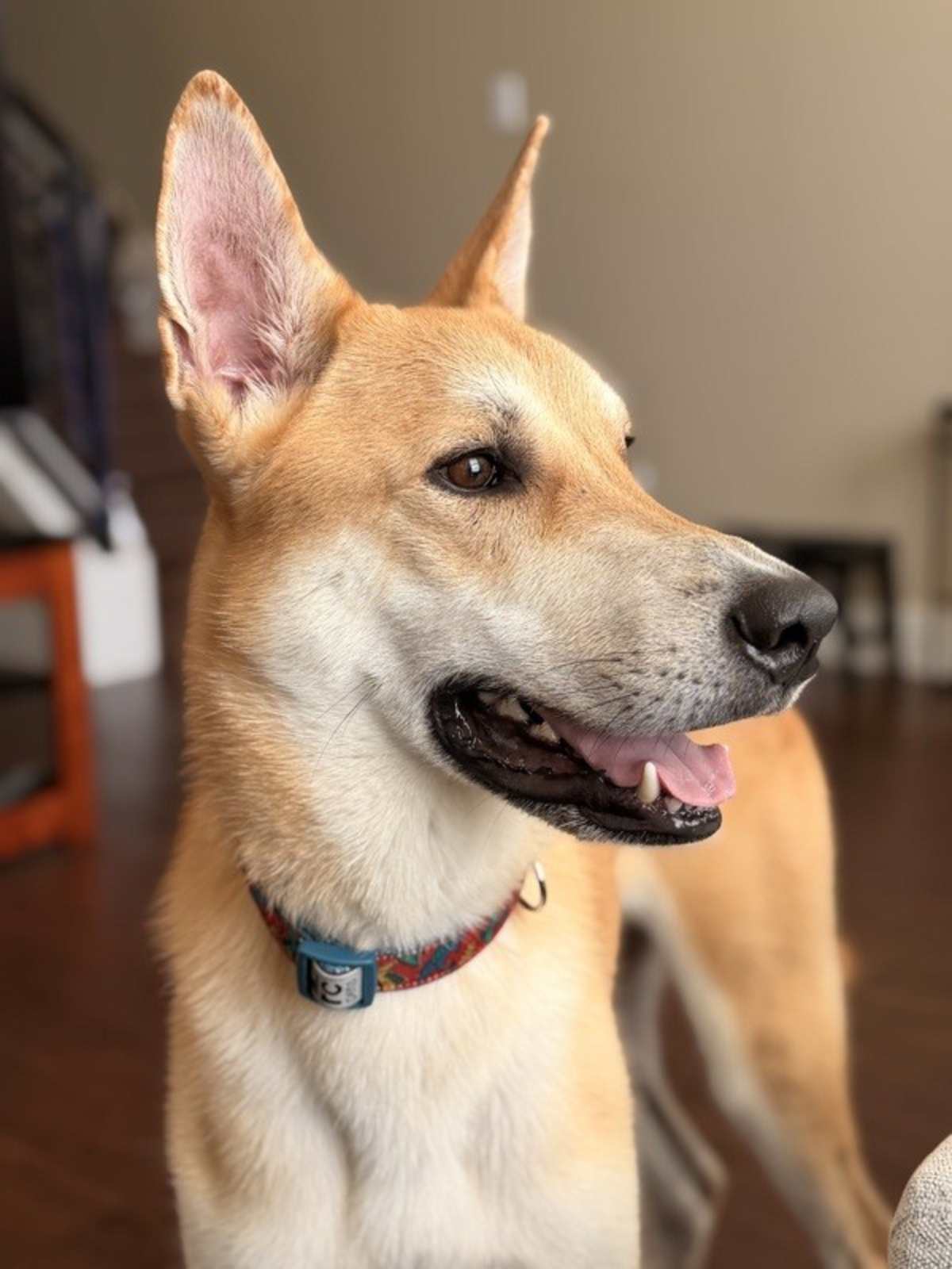 SIMON - Labrador Retriever available for adoption