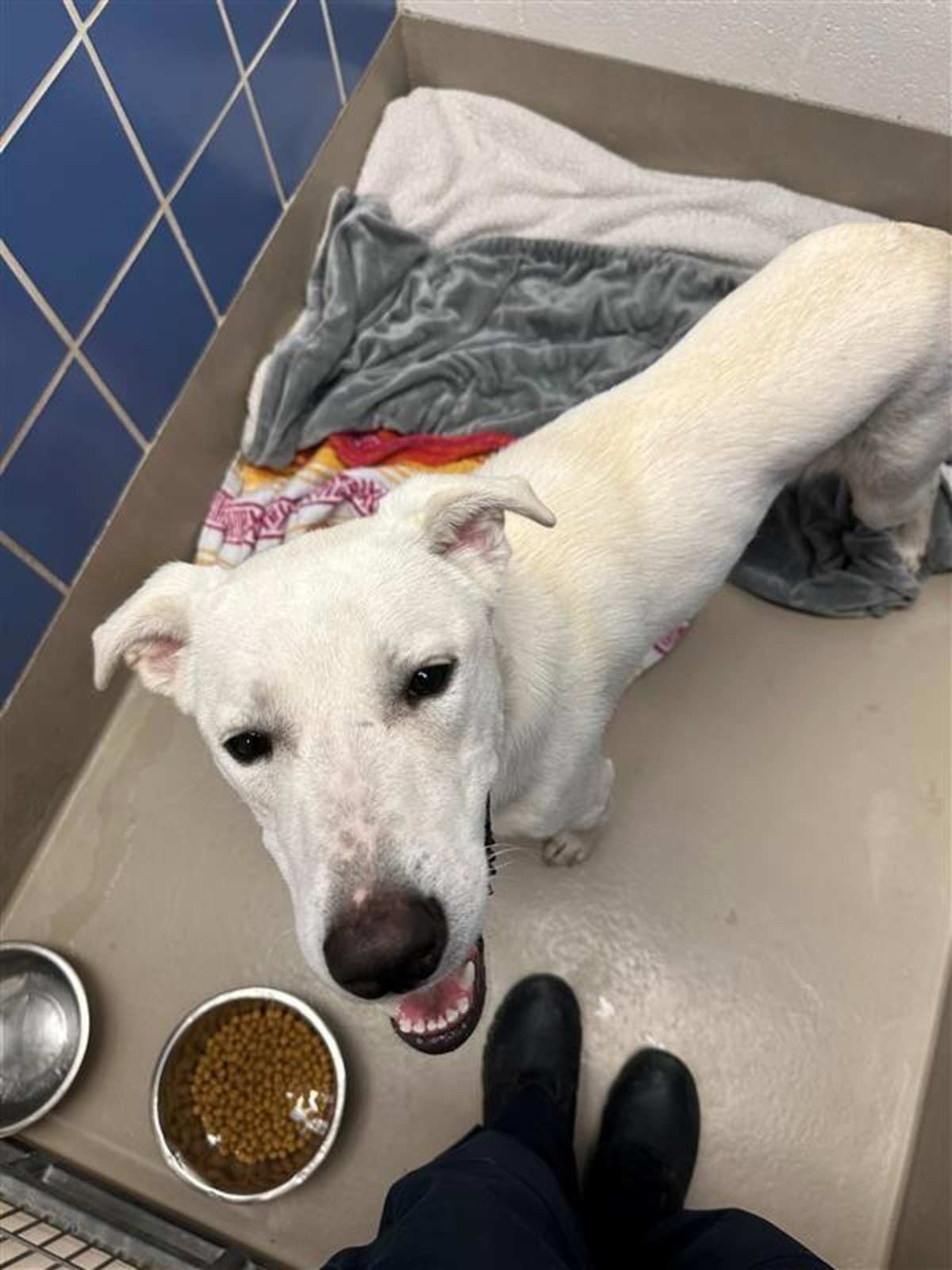 RUFUS - Labrador Retriever available for adoption