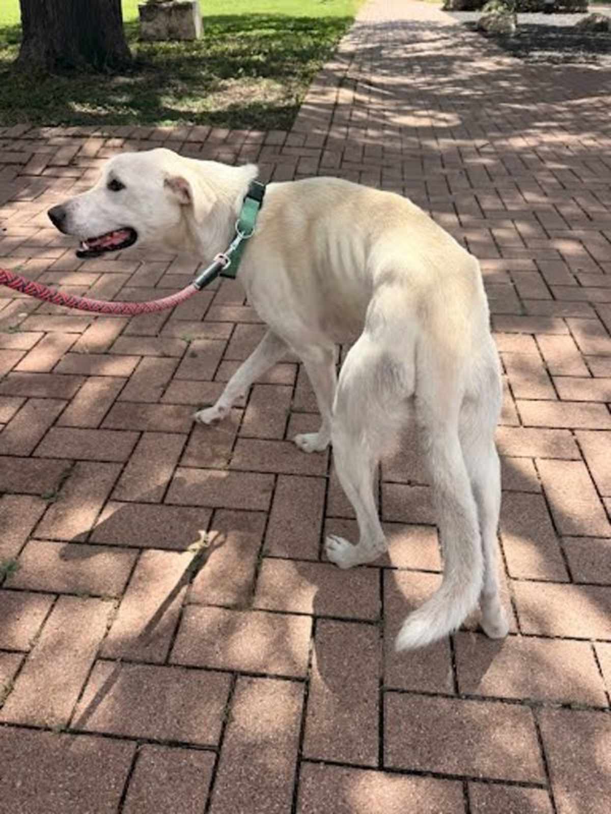 RUFUS - Labrador Retriever available for adoption
