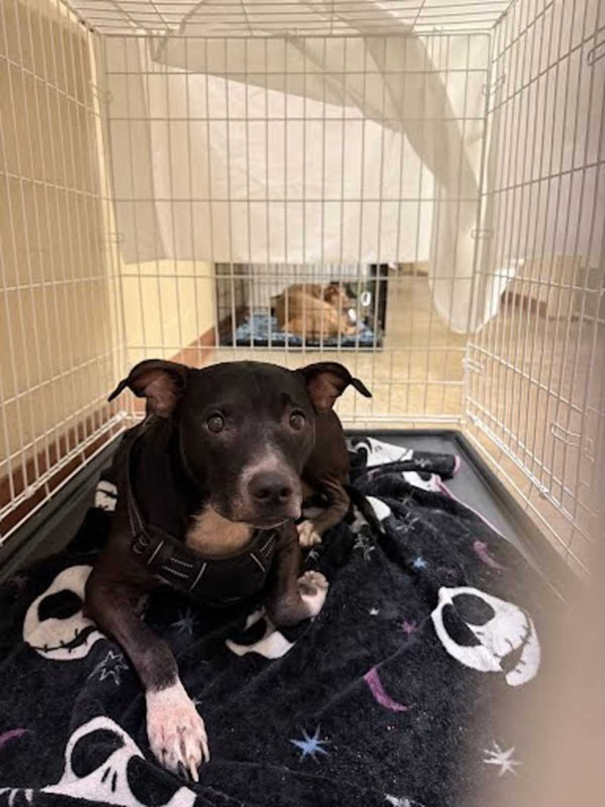 EVA - American Pit Bull Terrier available for adoption