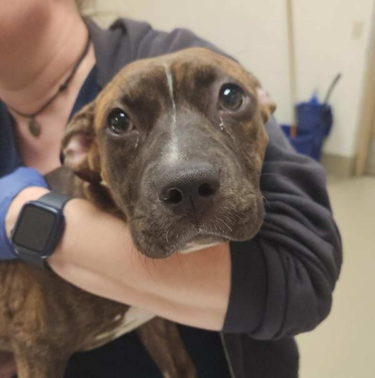 MERCY - American Pit Bull Terrier available for adoption
