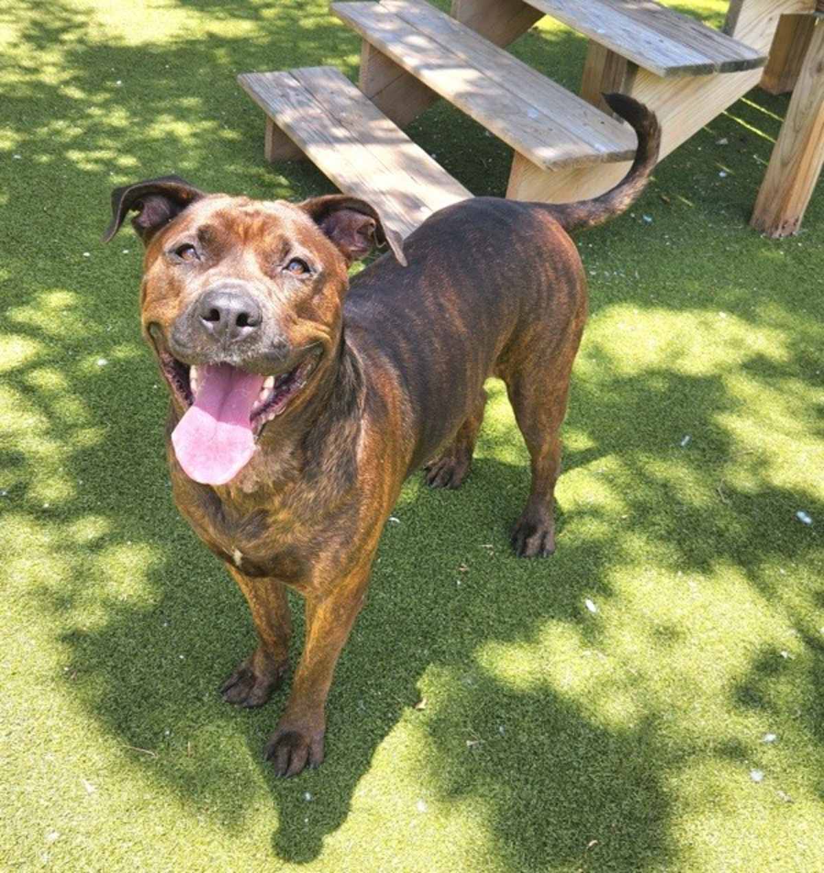 PORTIA - American Pit Bull Terrier available for adoption