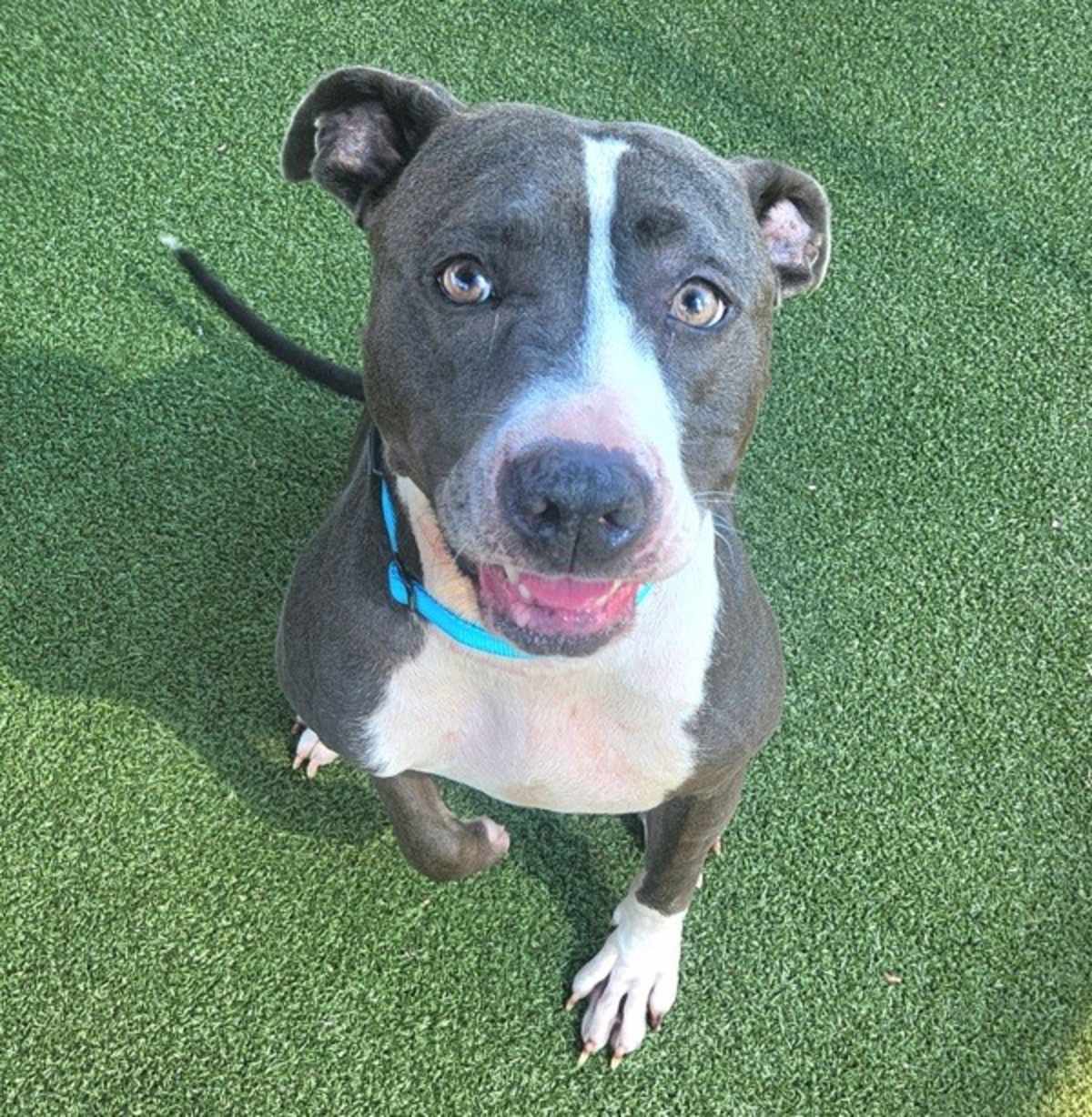 JUNIE - American Staffordshire Terrier available for adoption