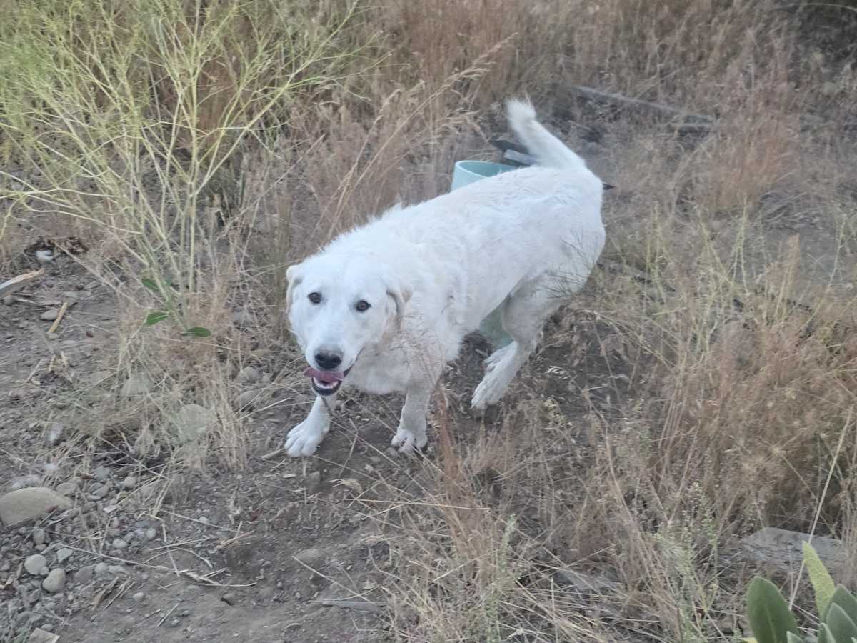 MIKA - Great Pyrenees available for adoption