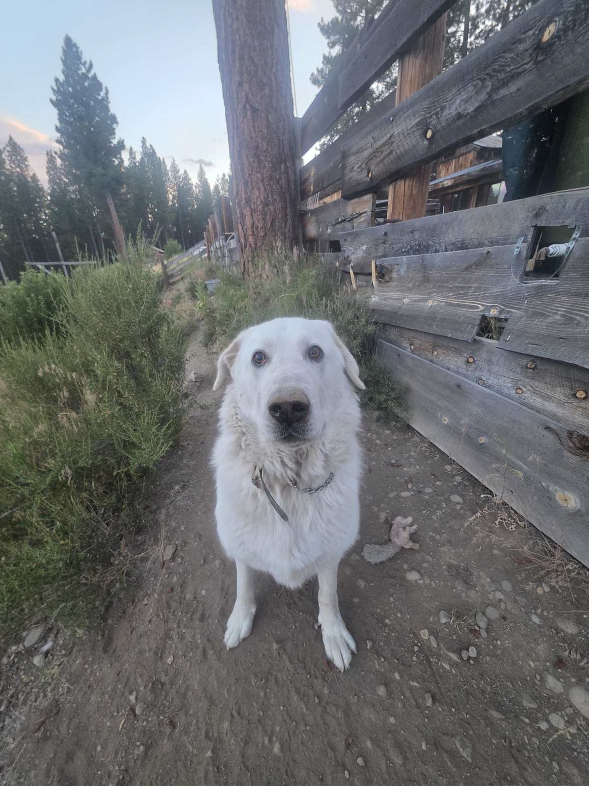 DIESEL - Great Pyrenees available for adoption