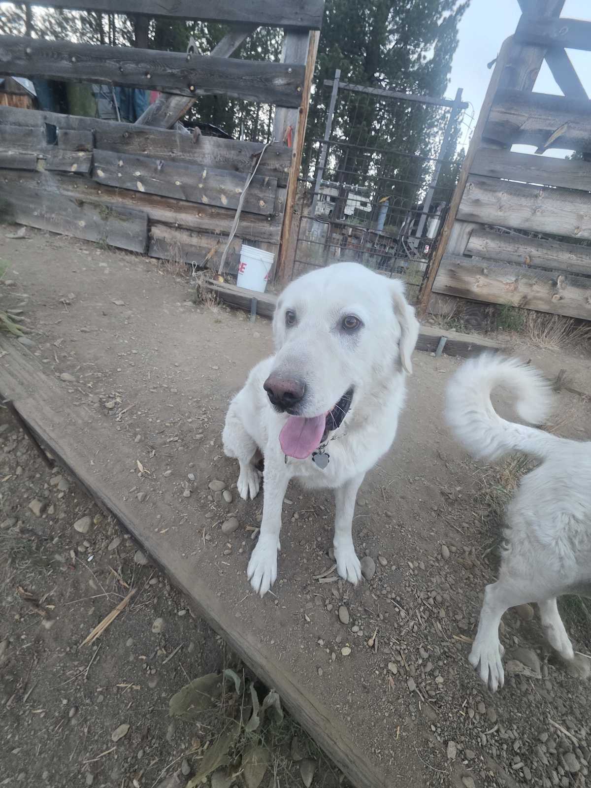 DIESEL - Great Pyrenees available for adoption