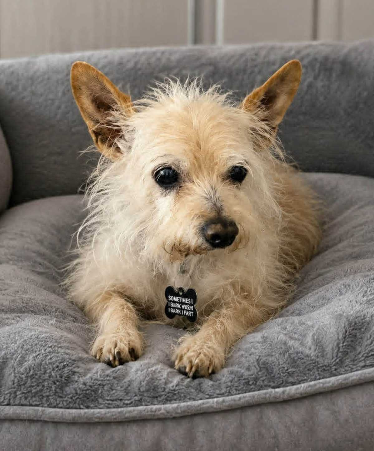 EARL - Glen of Imaal Terrier / Yorkie, Yorkshire Terrier for adoption in Tucson