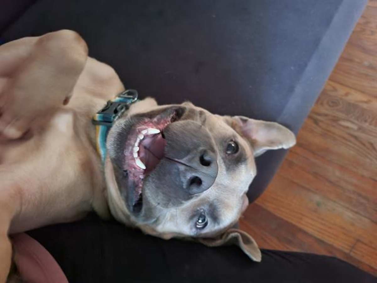 PORTOBELLO - American Pit Bull Terrier available for adoption