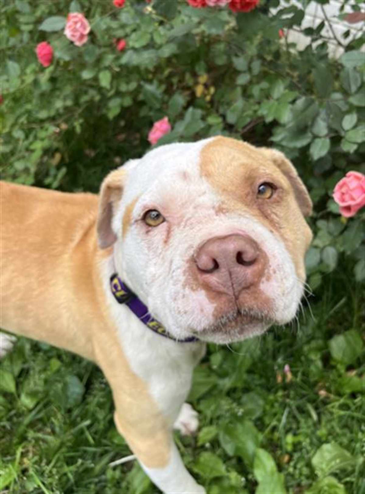 LINUS - American Bulldog available for adoption