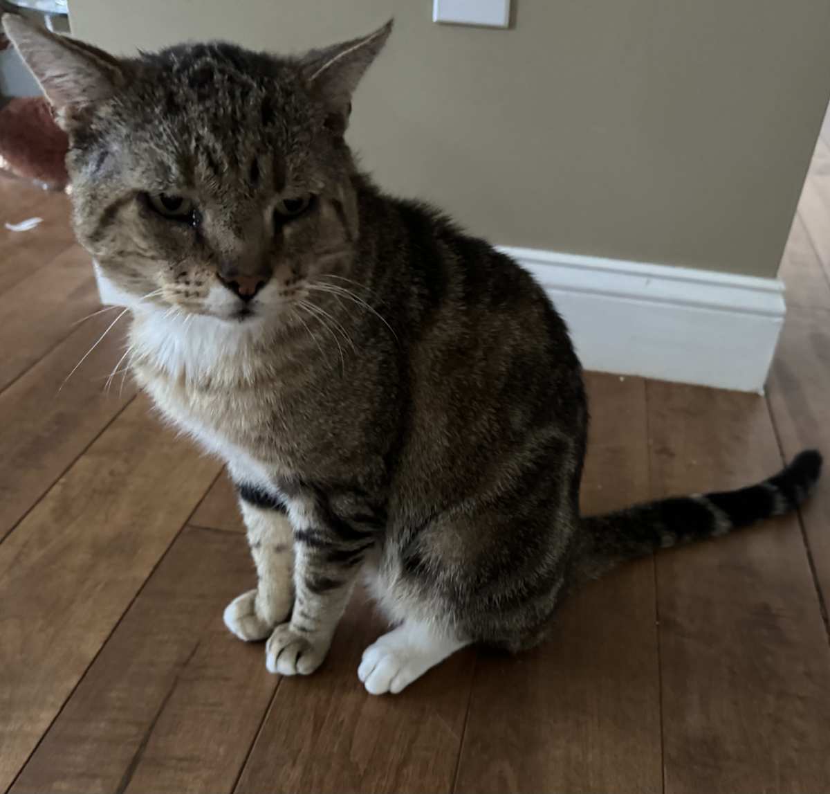 IRVING-QUIET - Domestic Shorthair available for adoption