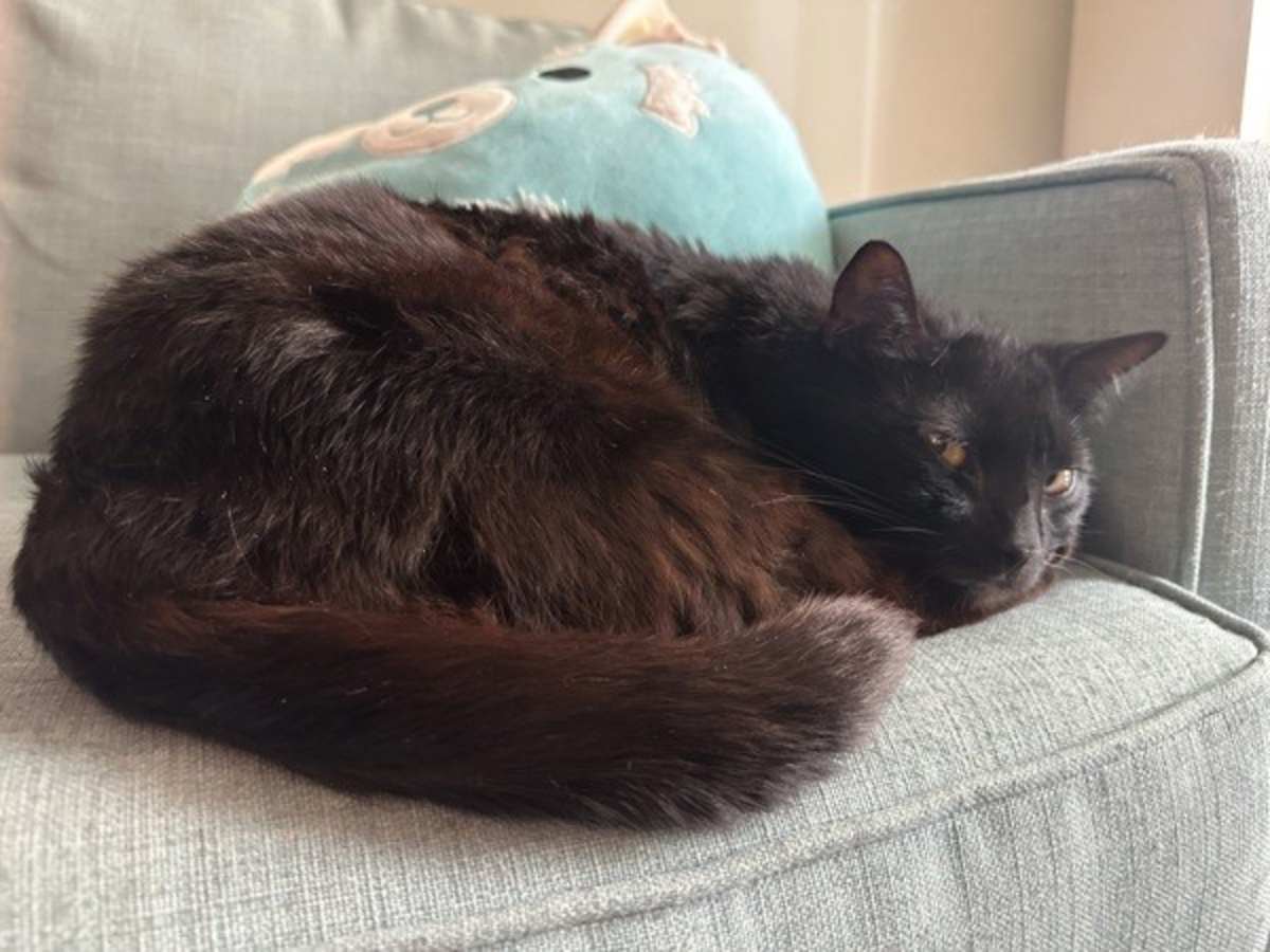 SAGE - Domestic Mediumhair for adoption in Roanoke