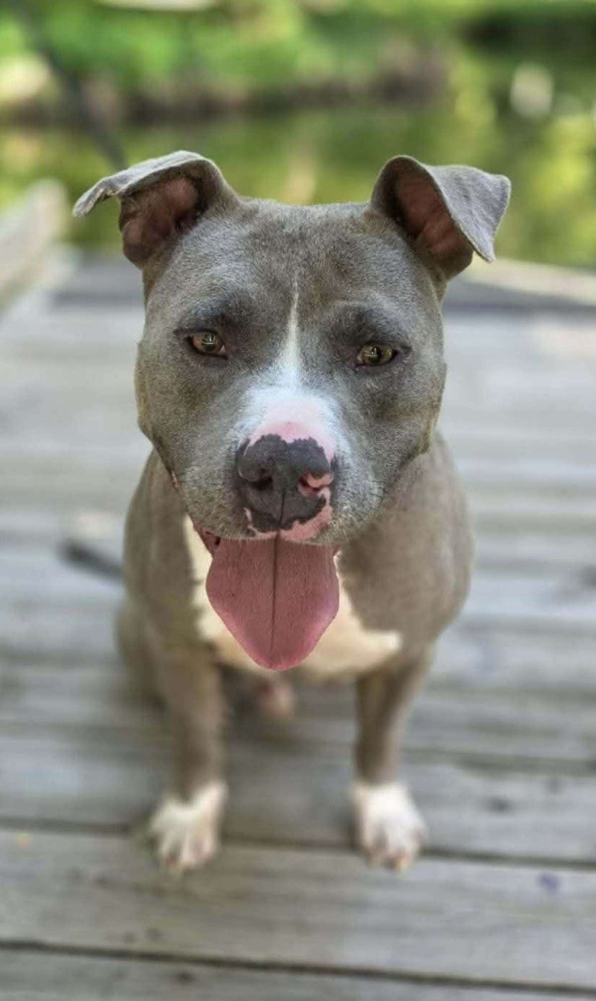 HANK - WATER DOG:) - American Pit Bull Terrier / Staffordshire Bull Terrier available for adoption