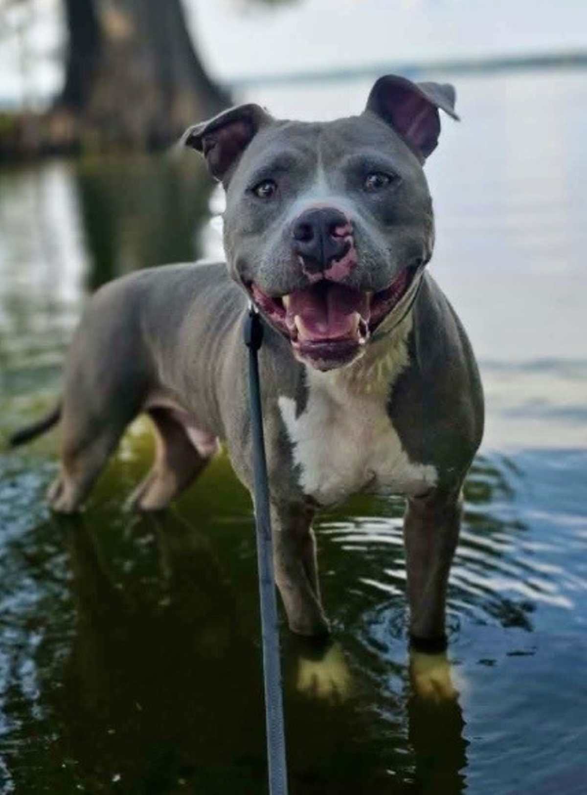 HANK - WATER DOG:) - American Pit Bull Terrier / Staffordshire Bull Terrier available for adoption