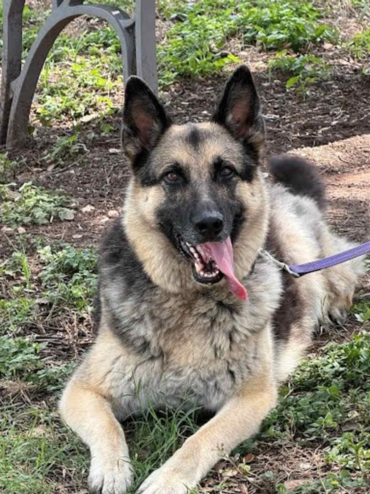 HINATA - German Shepherd Dog available for adoption