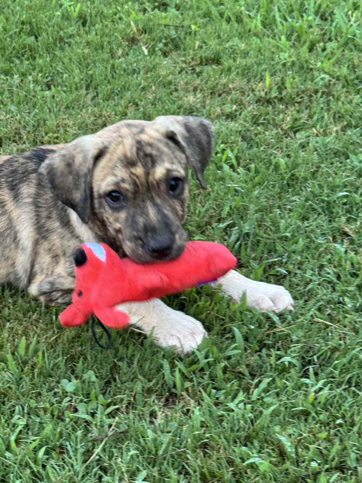 MOOSE~ADOPTED!