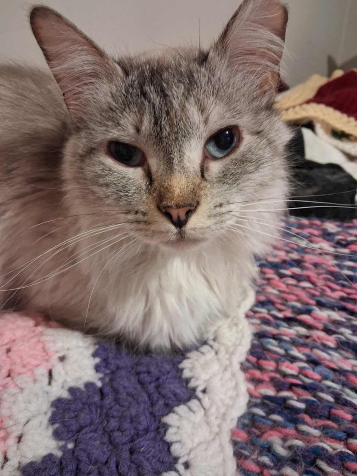 ZARINA - Siamese for adoption in Naperville