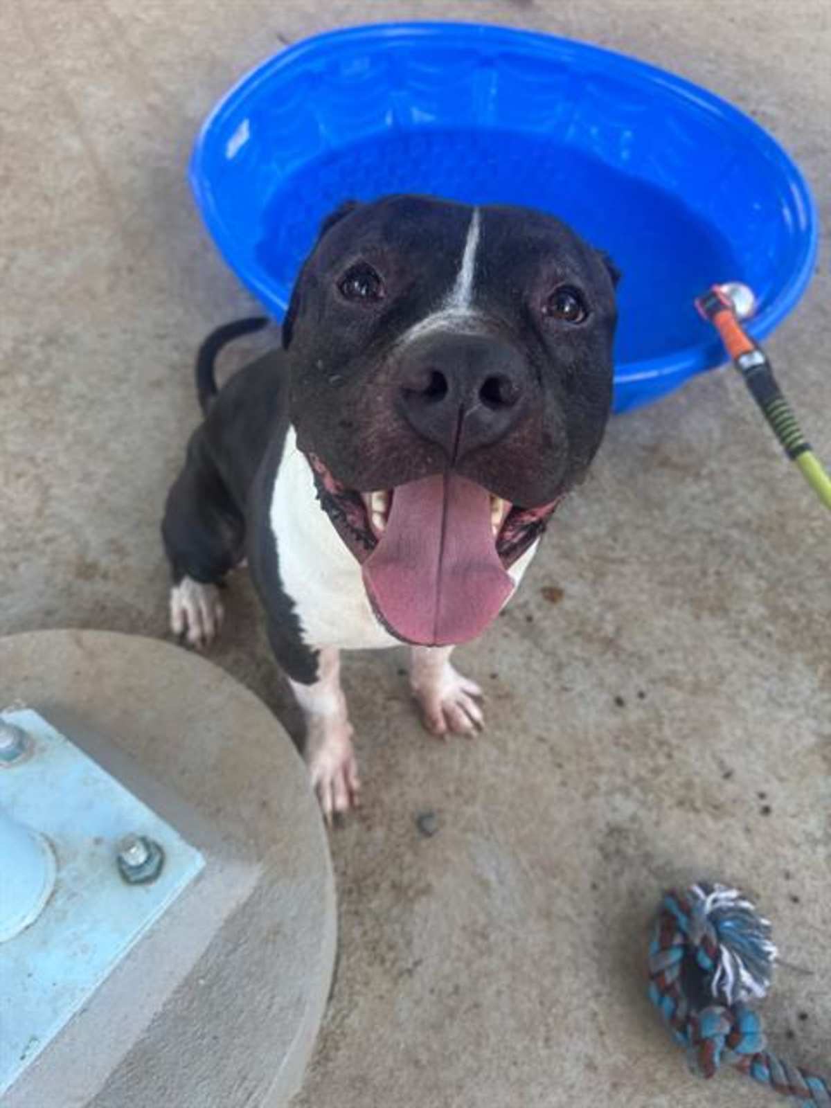 SHRIMP - American Bulldog available for adoption