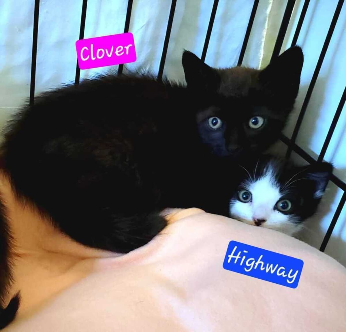 ZIPPY'S KITTEN CLOVER