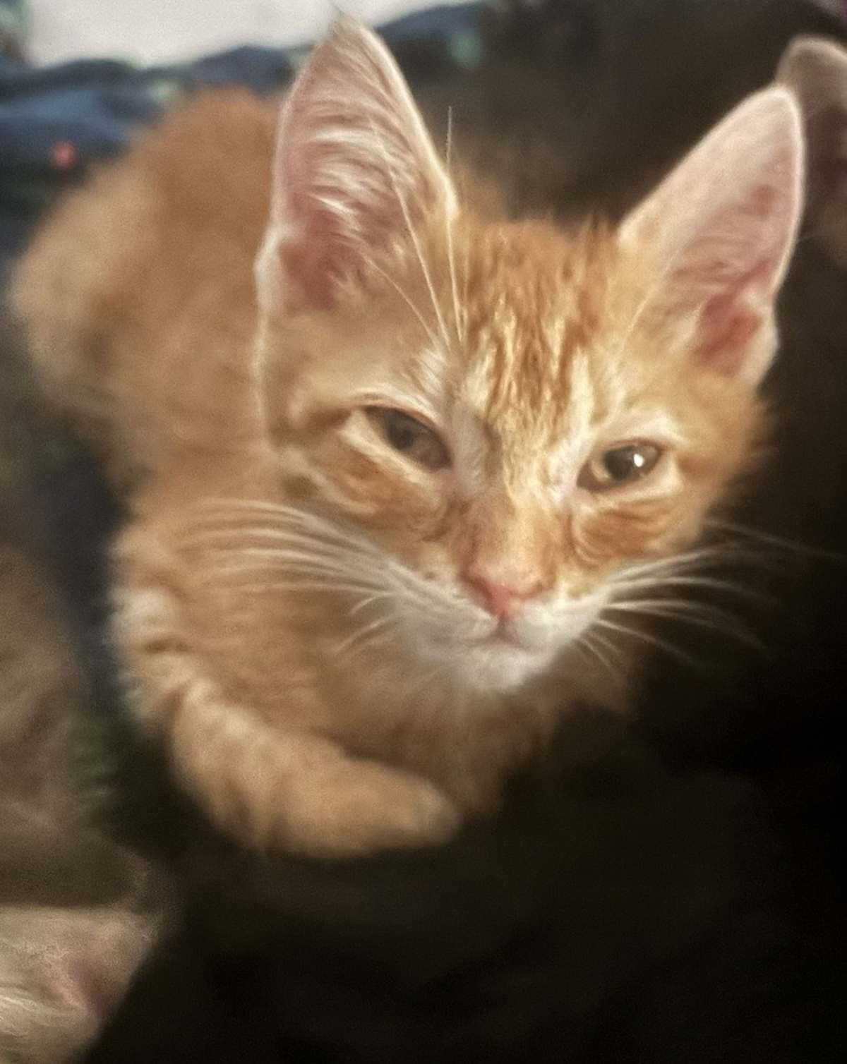 MITHUNE - Domestic Shorthair for adoption in Naperville