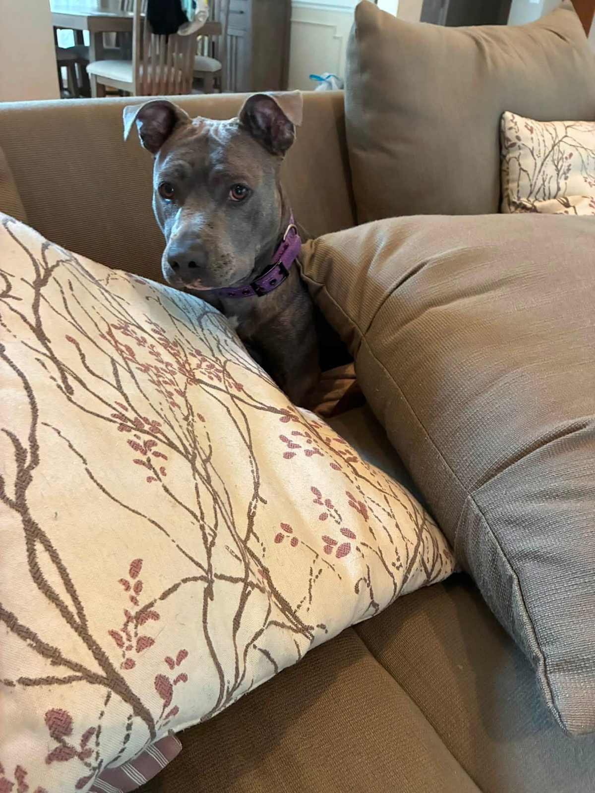 LUNA RAE - Bulldog / Shar Pei available for adoption