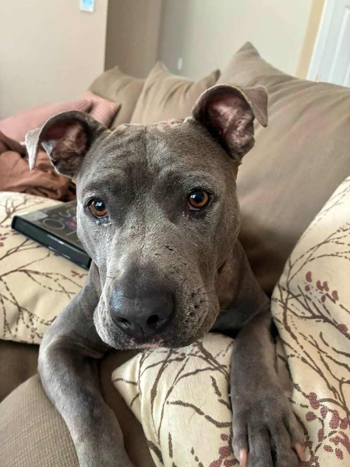 LUNA RAE - Bulldog / Shar Pei available for adoption