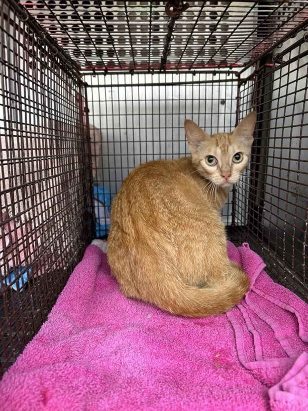 TINK TINK - Domestic Shorthair available for adoption
