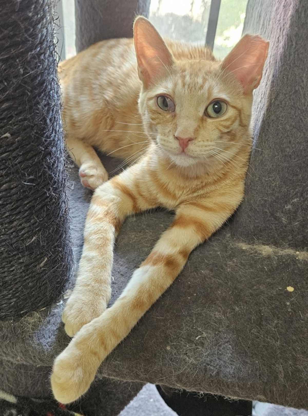 FRITTER - Domestic Shorthair available for adoption