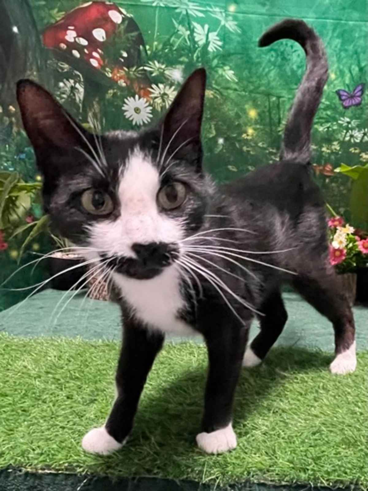 LIMA BEAN - Domestic Shorthair for adoption in Greensboro