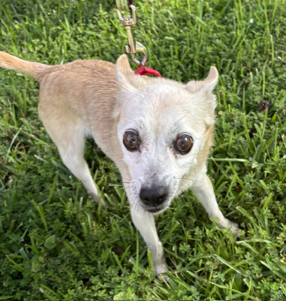 HOPPY ~ MEET ME! - Chihuahua for adoption in New Haven