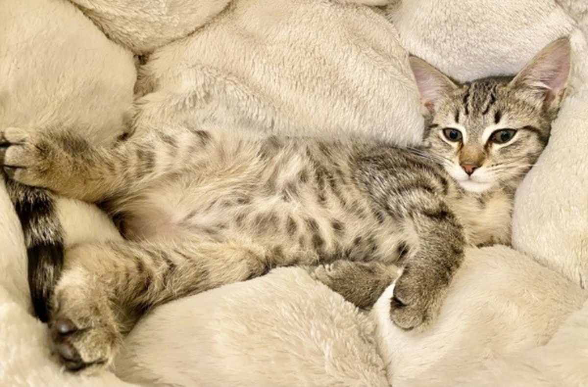 COOKIE - Domestic Shorthair for adoption in Vallejo