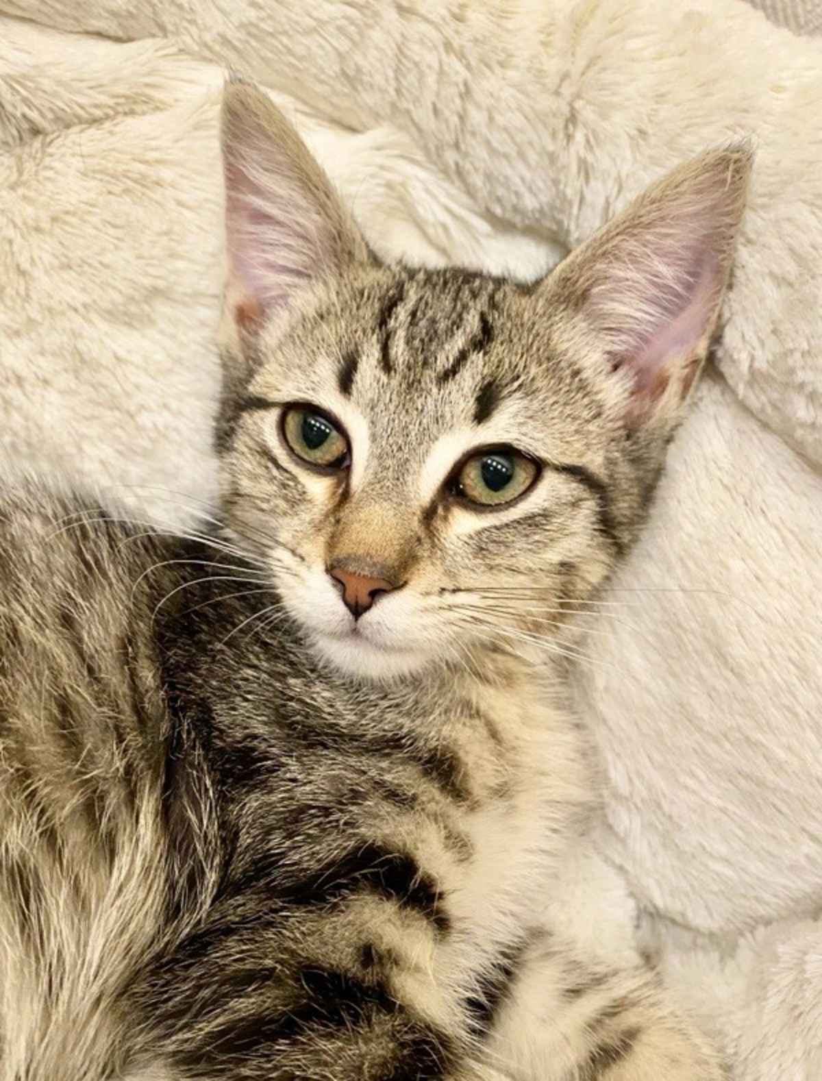 COOKIE - Domestic Shorthair available for adoption