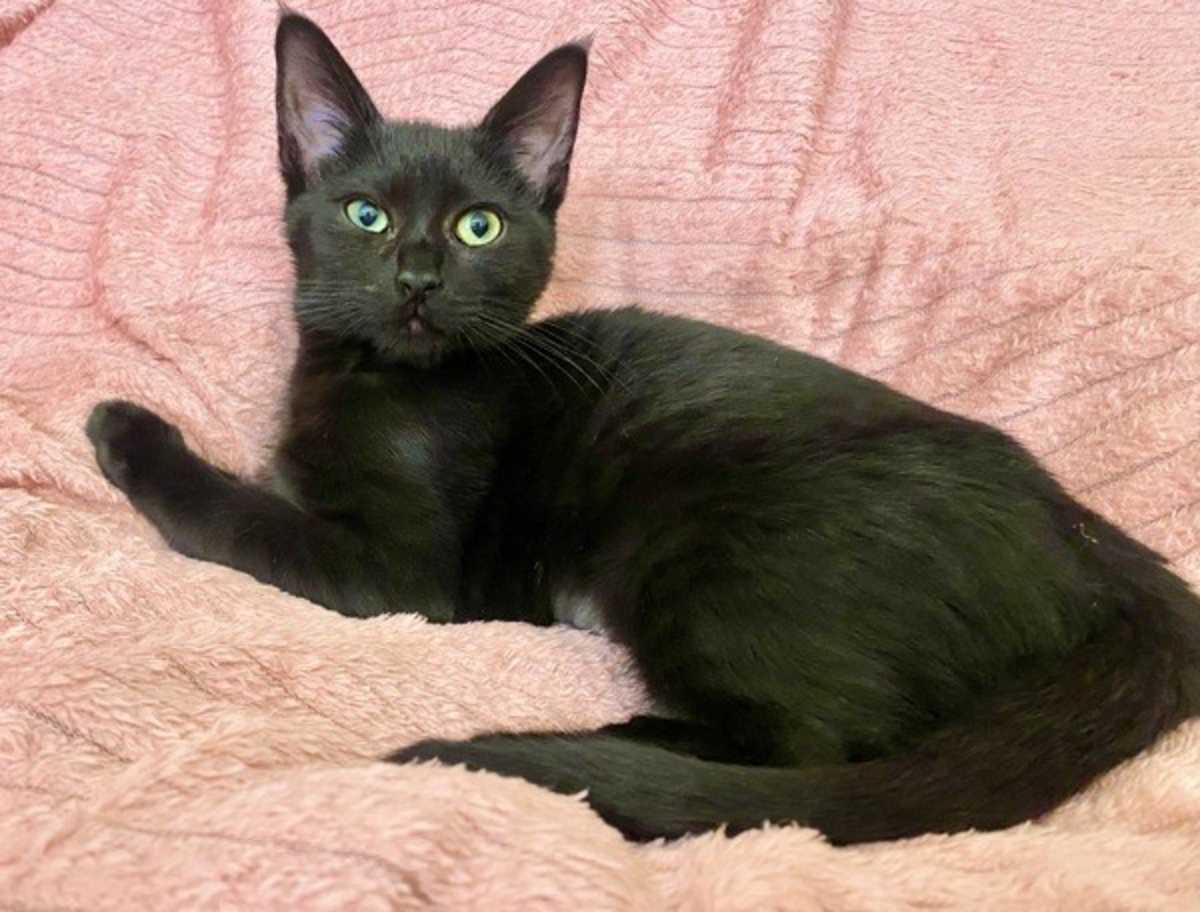 CUPCAKE - Domestic Shorthair for adoption in Vallejo