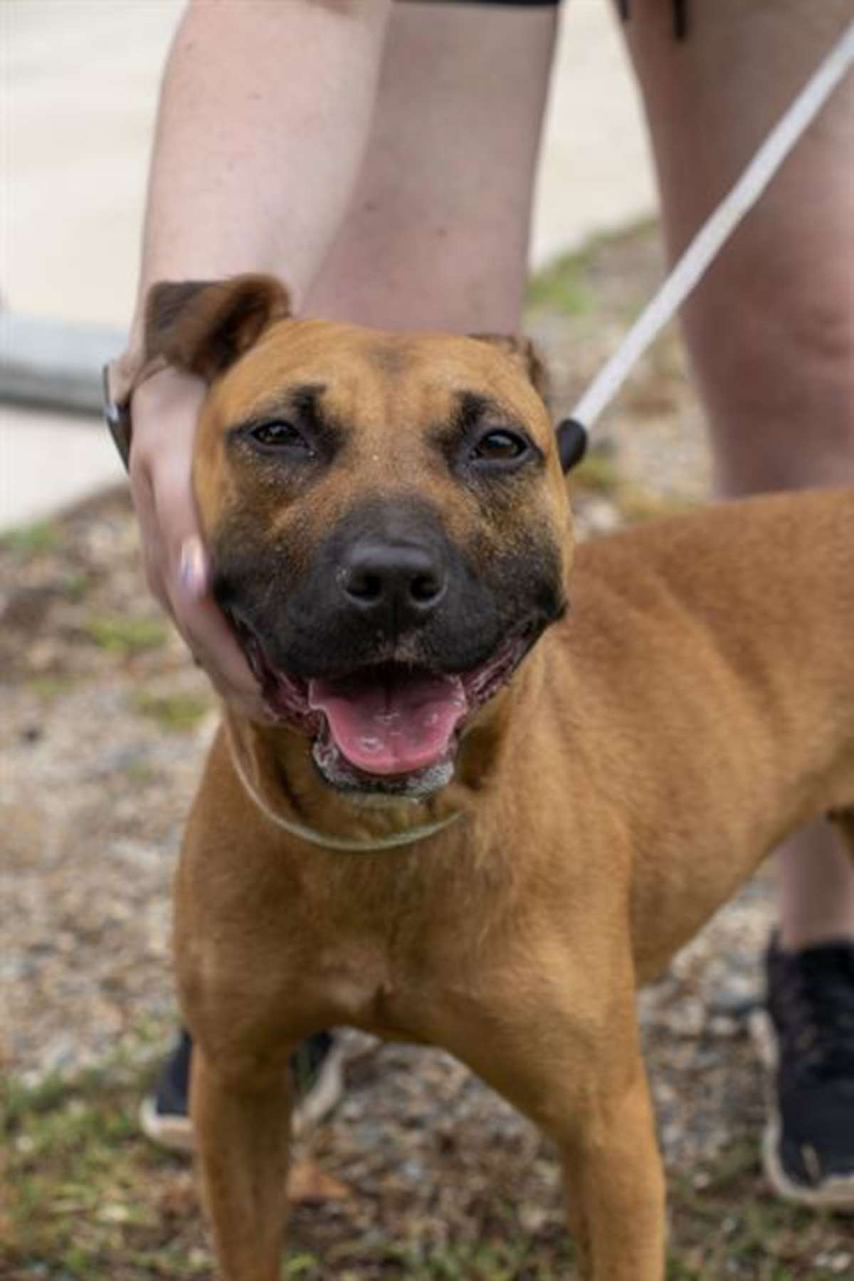 MARCIE - Labrador Retriever available for adoption