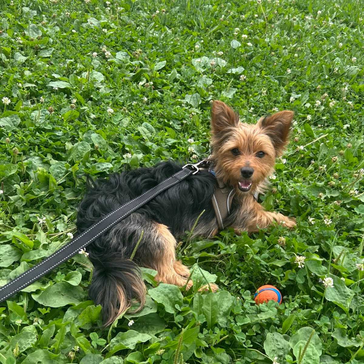 JABBERJAY (JJ) - Silky Terrier for adoption in Chicago